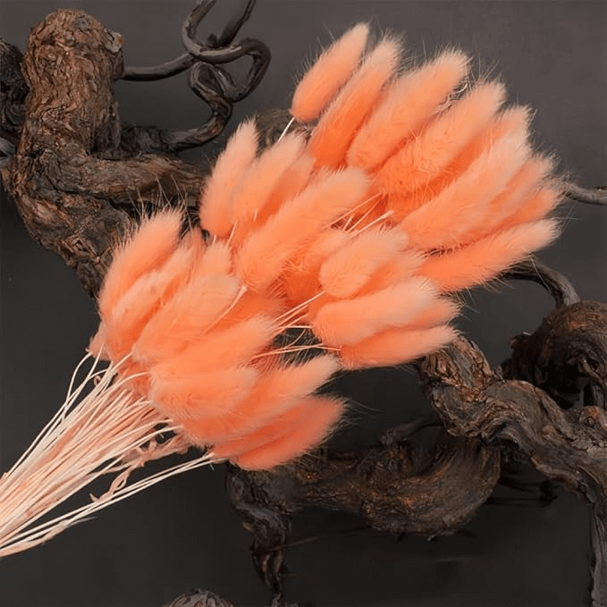 Natural Dried Fluffy Bunny Tails - SC 27