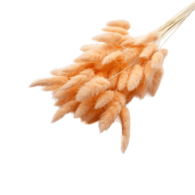 Natural Dried Fluffy Bunny Tails - SC 27