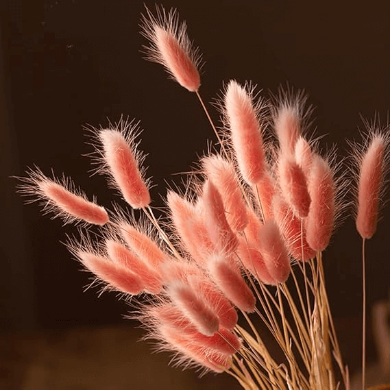 Natural Dried Fluffy Bunny Tails - SC 43