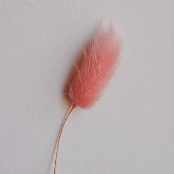 Natural Dried Fluffy Bunny Tails - SC 43