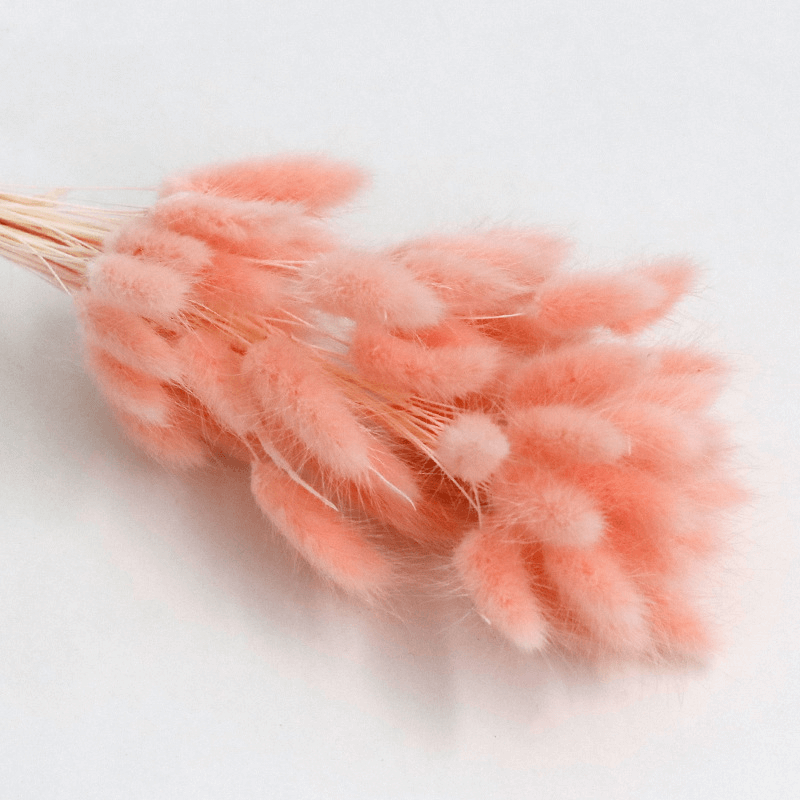 Natural Dried Fluffy Bunny Tails - SC 43