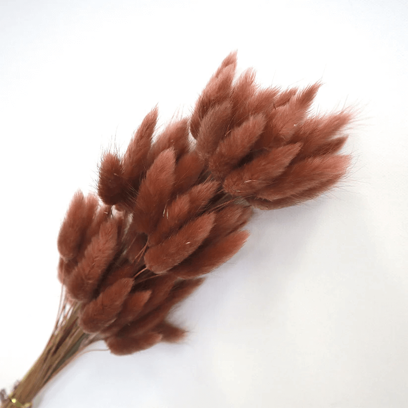 Natural Dried Fluffy Bunny Tails - SC36