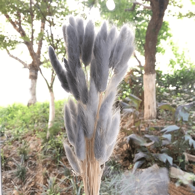 Natural Dried Fluffy Bunny Tails - SC 56