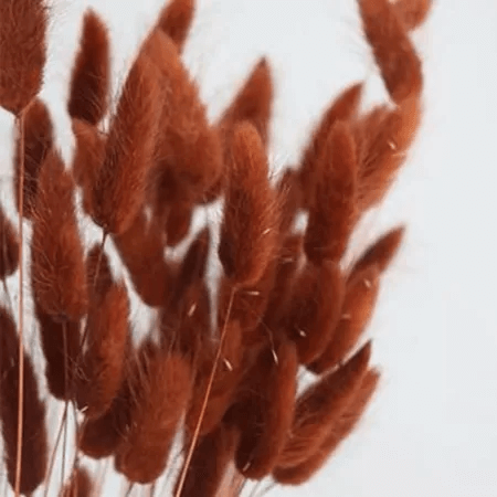 Natural Dried Fluffy Bunny Tails - SC36