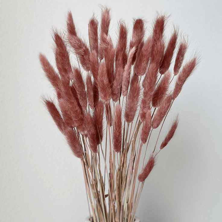 Natural Dried Fluffy Bunny Tails - SC 38