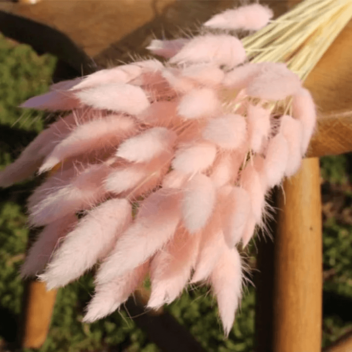 Natural Dried Fluffy Bunny Tails - SC 49