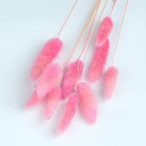 Natural Dried Fluffy Bunny Tails - SC 42