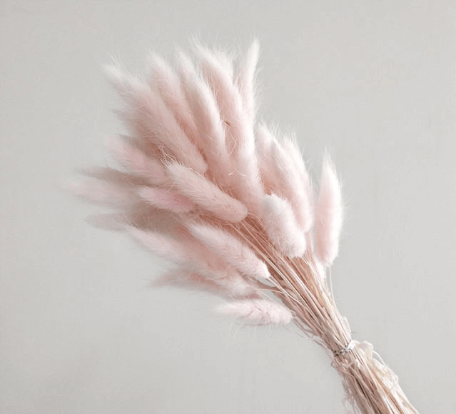 Natural Dried Fluffy Bunny Tails - SC 49