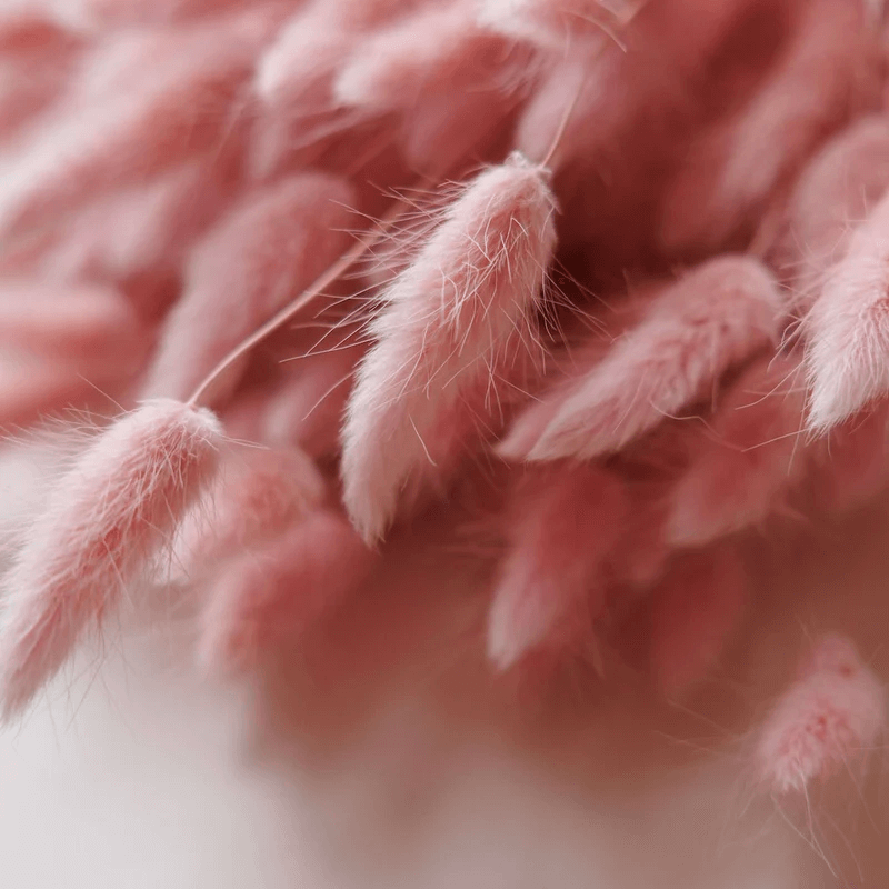 Natural Dried Fluffy Bunny Tails - SC 39