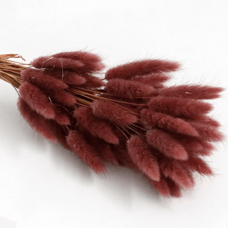 Natural Dried Fluffy Bunny Tails - SC38